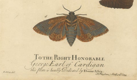 Moth Metamorphosis Dedicated to Earl of Cardigan, 1724, close-up 2