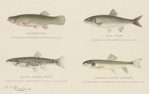 Set of 2 Chromolithographs Depicting Eight '8' Kinds of Fish, ca.1902, close-up 2
