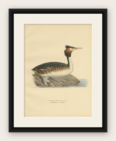 Antique Bird Print of the Great Crested Grebe by Von Wright, '1929', shown framed