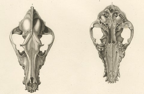 Rare Engraved Prints of Skulls of an Eskimo Dog and The Icelandic SheepDog, 1842, close-up 3