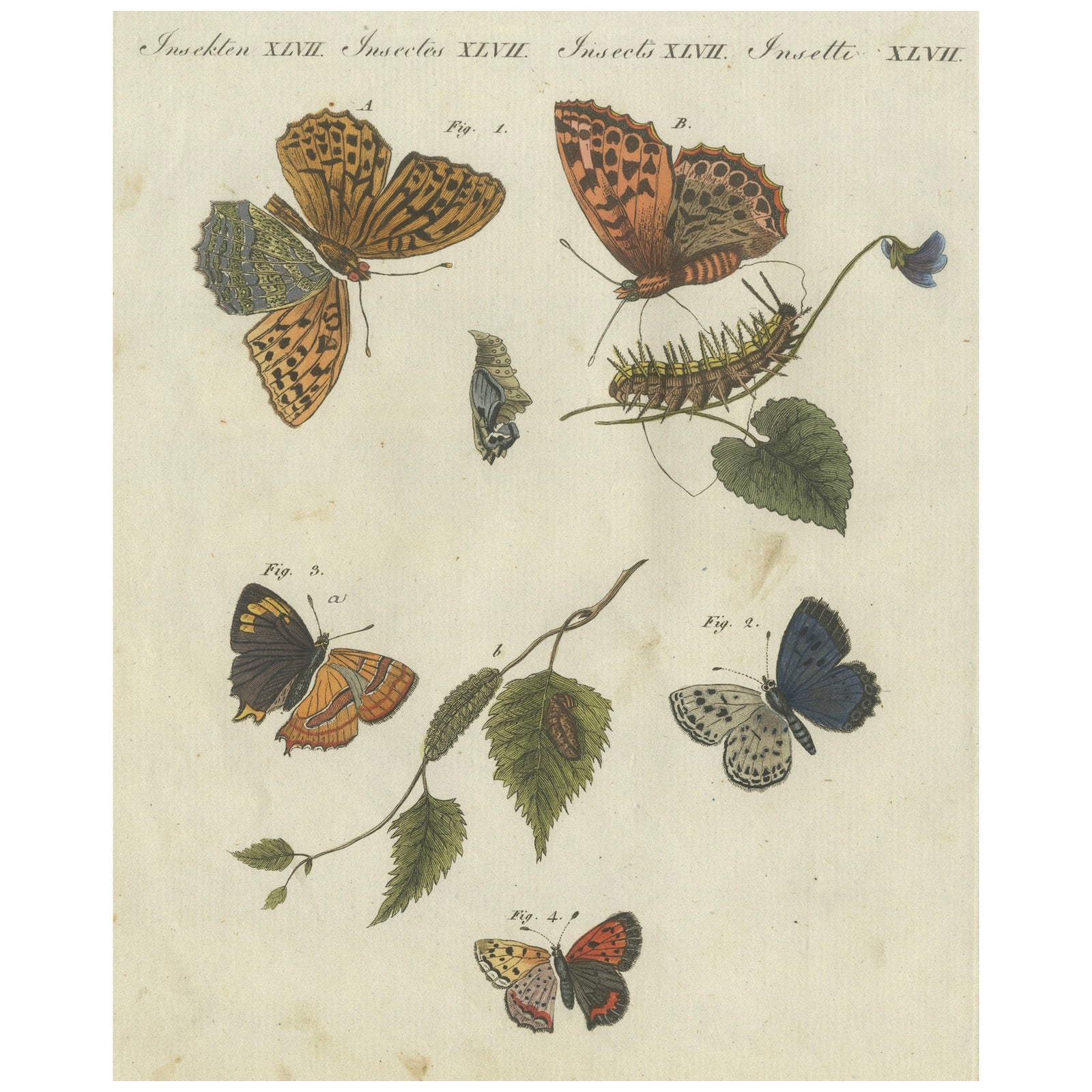 Silver-Washed Fritillary, Large Blue, Brown Hairstreak, Copper Butterflies, 1805