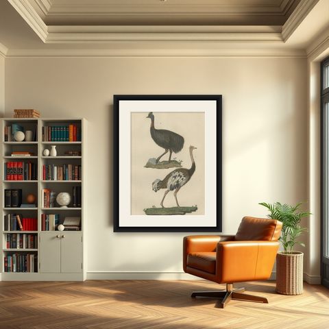 Decorative Old Hand-Colored Bird Print of an Ostrich and Cassowary, shown framed in a room