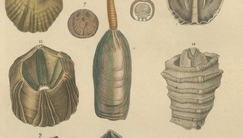 Marine Curiosities: An Assortment of Shells and Sea Life, 1845, close-up 3