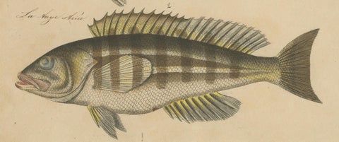 1819 Marine Splendor: Original Hand-Colored Engravings of Fishes, close-up 4