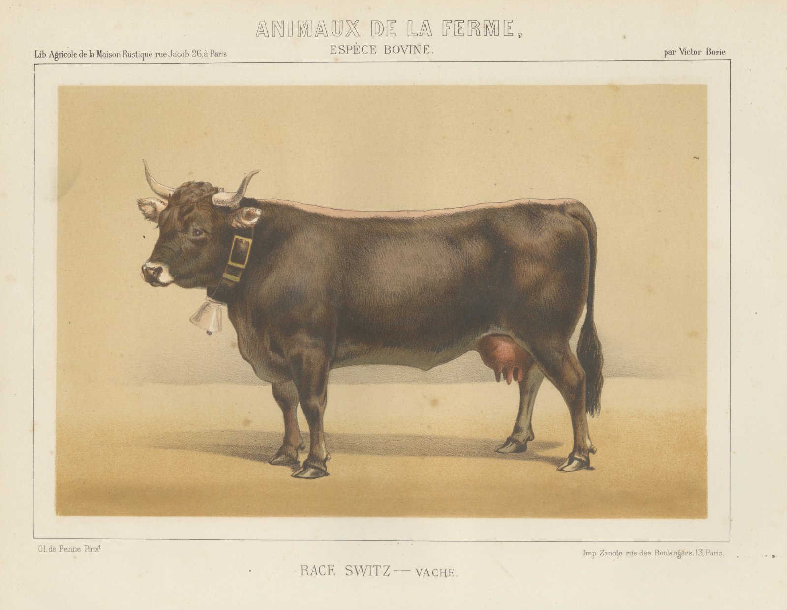 Schwyz Cow with Bell, Swiss Brown Cattle Chromolithograph, 1863