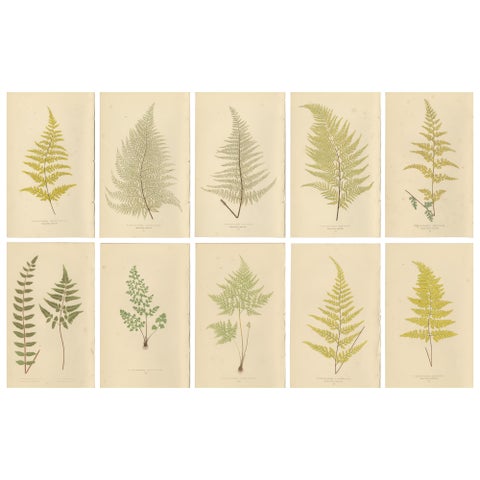 Antique Victorian Fern Botanical Prints, Gymnogramma Plates Wall Art 1856