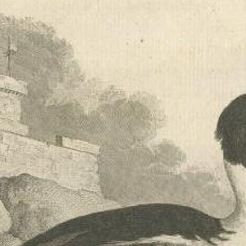 Antique Bird Print of a Common Merganser by Buffon, 1766, close-up 2
