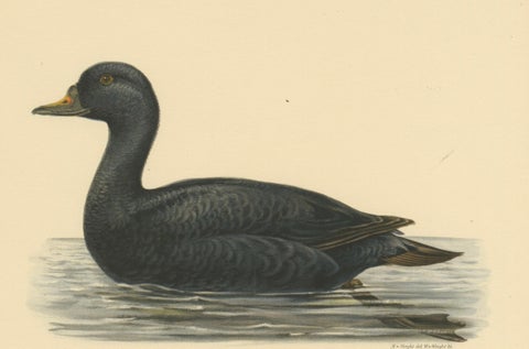 Serenity on the Waves: The Black Scoter Bird Print by Magnus von Wright, 1929, close-up 2
