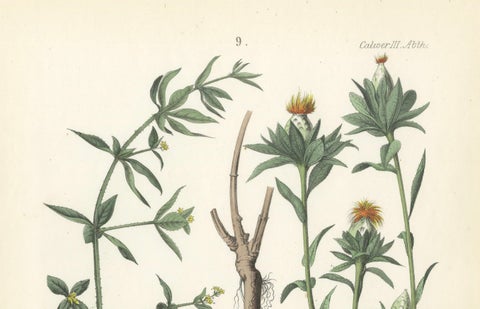 Hand-Colored Botanical Lithograph of Madder and Safflower, 1854, close-up 2