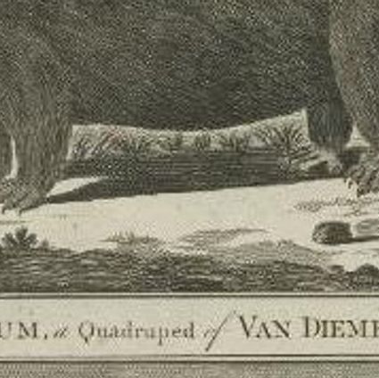 Original Antique Print of a Sea Otter, a Quadruped and a White Bear, C.1780, close-up 2