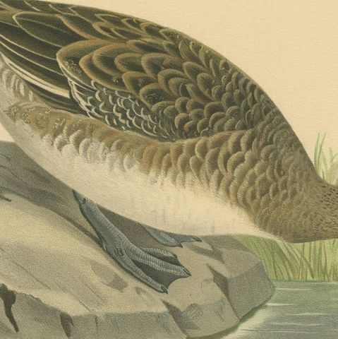 Autumn Repose: Old Bird Print of The Eurasian Wigeon by Magnus von Wright, 1929, close-up 4