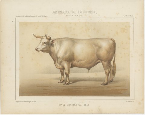 Charolais Ox, French Cattle Breed, Antique Chromolithograph by Borie, 1863, view 2