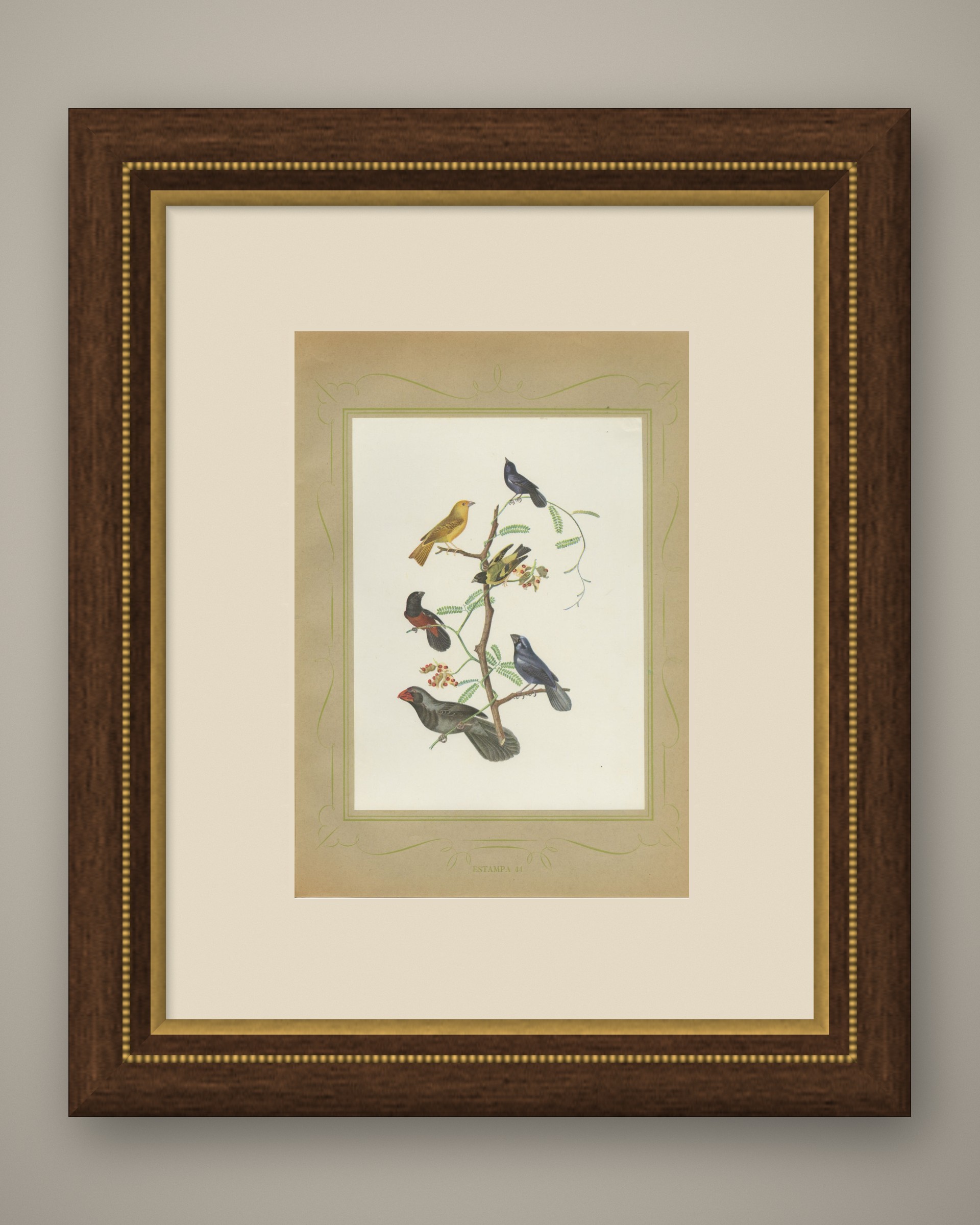 Finches and Seedeaters, Brazilian Bird Print, Descourtilz, 1944, shown framed