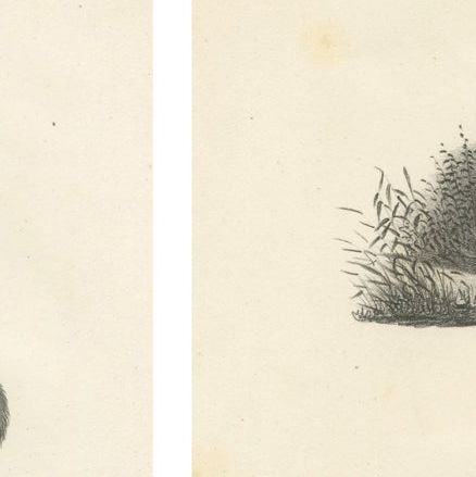 Antique Rodents & Hares Lithographs, Rabbits, Guinea Pig & Jerboa c.1830, close-up 5