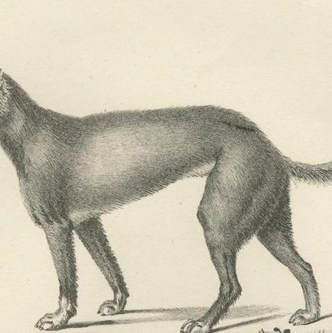 19th-Century Lithograph of Wild and Domestic Dogs, Including the Dingo and Spitz, close-up 6
