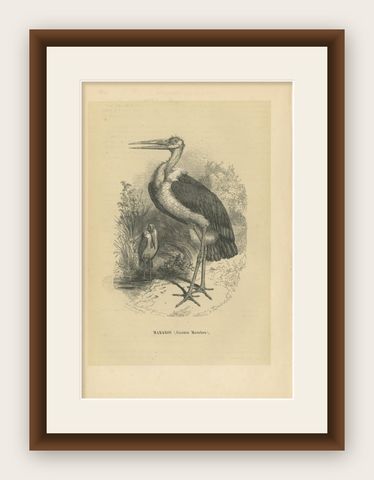 Antique Bird Print of a Marabou Stork by Le Maout, 1853, shown framed
