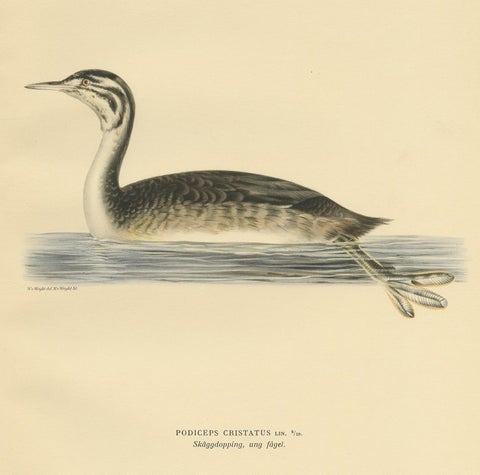 Antique Bird Print of a Young Great Crested Grebe by Von Wright, 1929, view 3