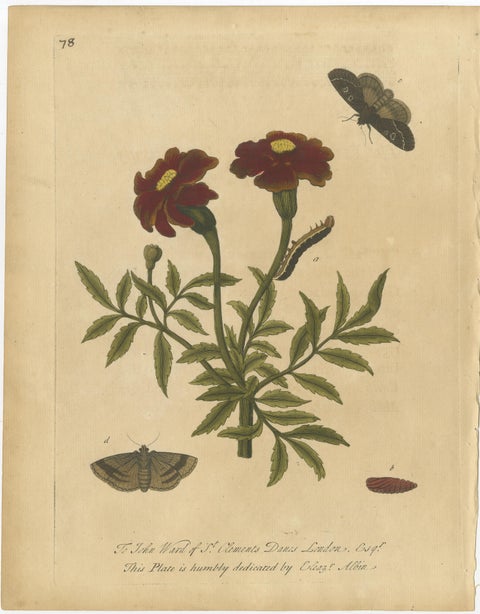 Antique Entomology Prints, English Insects on Marigold & Willow, Albin 1720, view 3