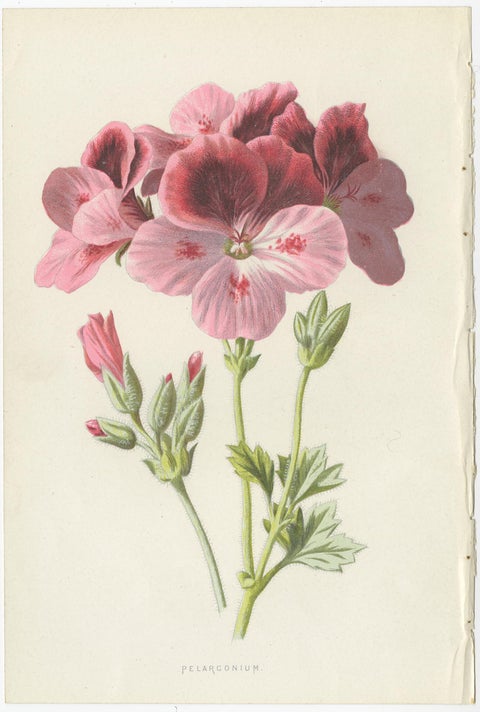Set of Three Botany Prints Geranium, Fuchsia, Bellenplant, Begonia, view 2
