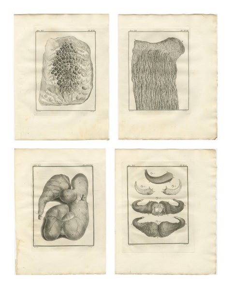 Buffon Ruminant Anatomy Engravings Set of 4, Natural History Plates, 1775
