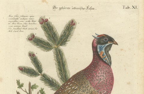 Hand-Colored Engraving of the Horned Indian Pheasant by Johann Seligmann, c.1770, close-up 3