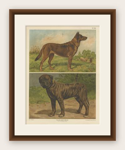 Large Antique Dog Poster, Shepherd and Mastiff by Briedwiser c.1880, shown framed