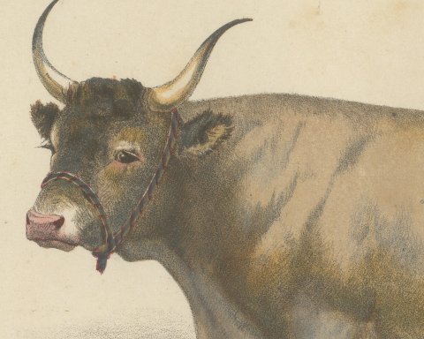Landaise Ox with Cord Halter, French Cattle Chromolithograph, 1863, close-up 1