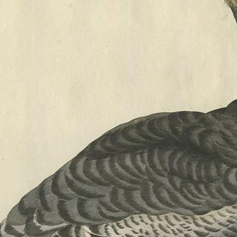 Anas, Brenta, Barnacle Goose from Nederlandsche Vogelen, 1797, close-up 1