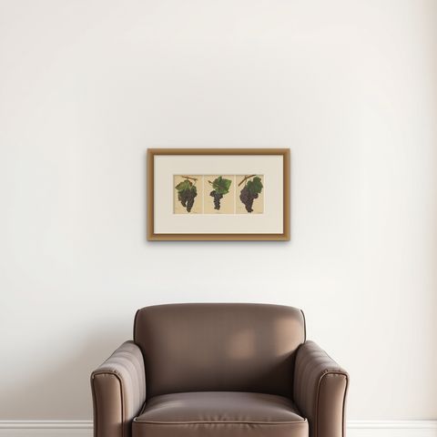 Set of three Antique Prints of Red Grape Varieties, shown framed on a wall