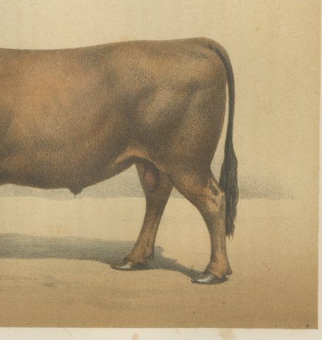 Parthenais Bull, French Cattle Breed, Antique Chromolithograph by Borie, 1863, close-up 3