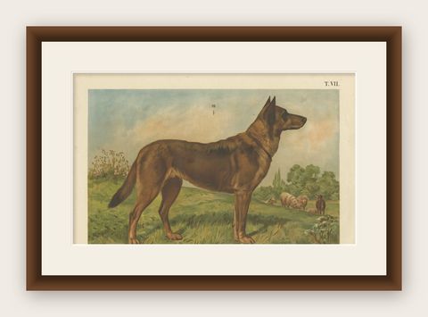 Antique Dog Print of a German Shepherd by Th. Breidwiser, 1879, shown framed