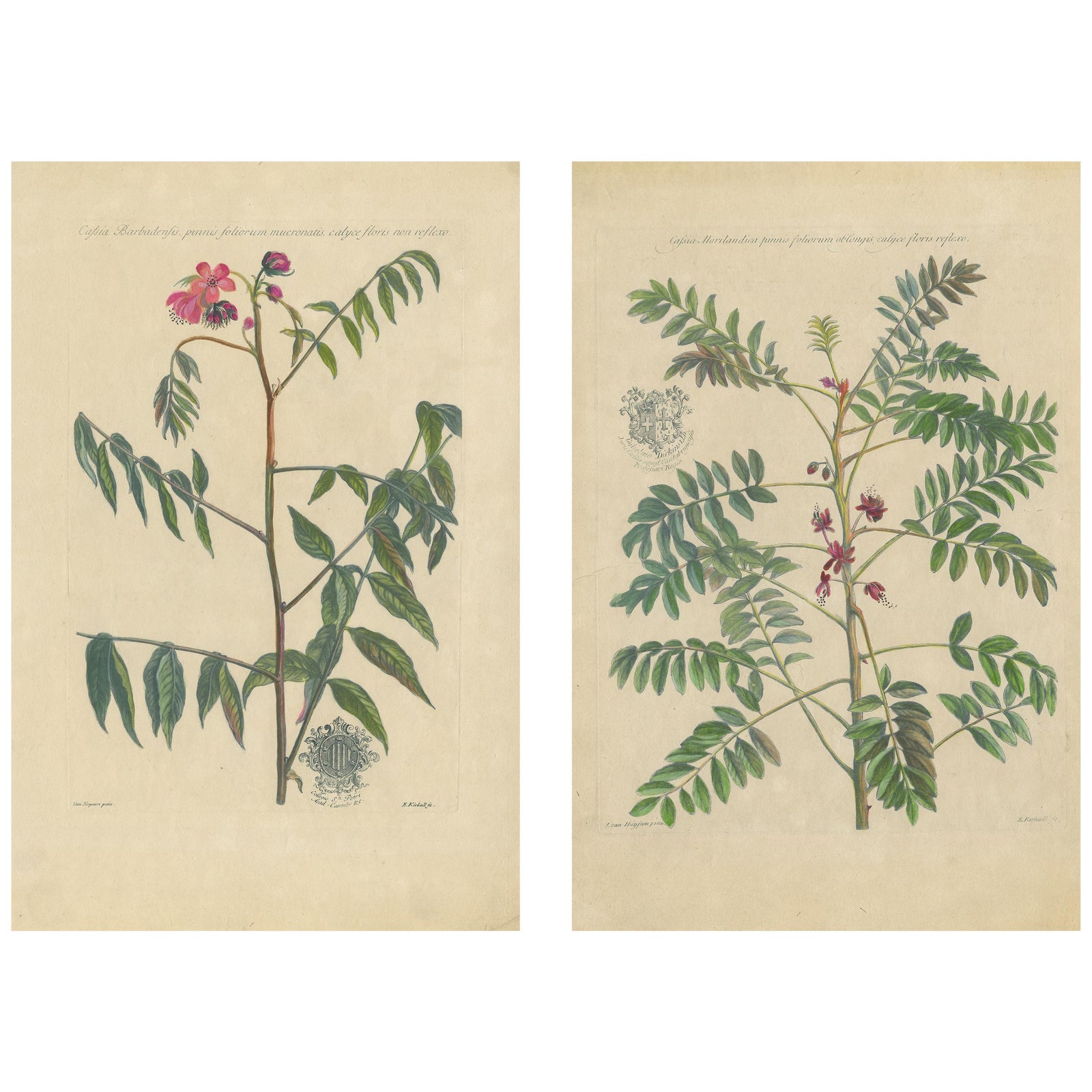 Set - Cassia Barbadensis & Marilandica, Botanical Prints by John Martyn c.1728