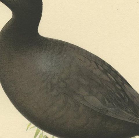 Original Antique Bird Print of the Eurasian Coot, 1929, close-up 2