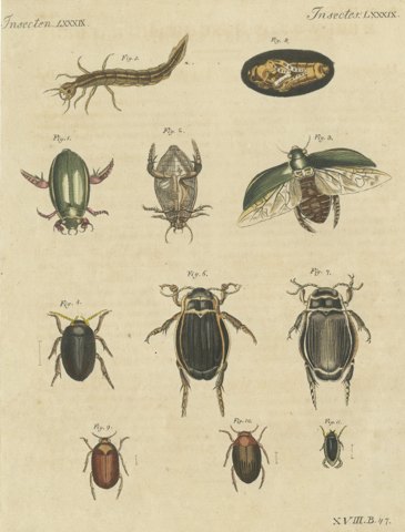 Diving Beetles and Water Beetles with Larva, Antique Bertuch Print, circa 1815