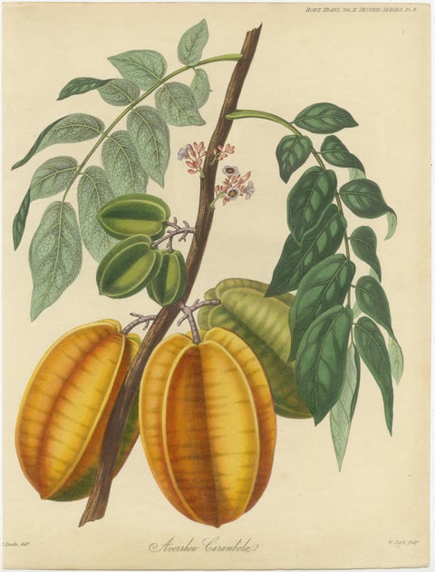 Original Antique Print of a Fruit named the Averrhoa Carambola, view 2