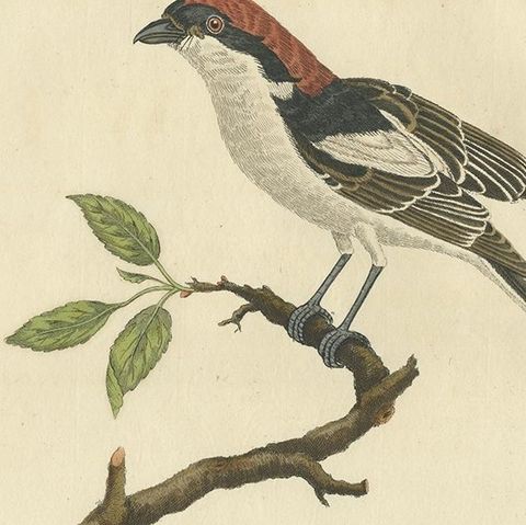 Antique Bird Print of the Woodchat Shrike by Sepp & Nozeman, 1829, close-up 2