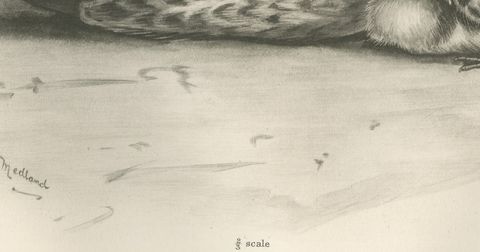 Duck and Young, Antique Bird Print after Lilian Medland, circa 1909, close-up 1