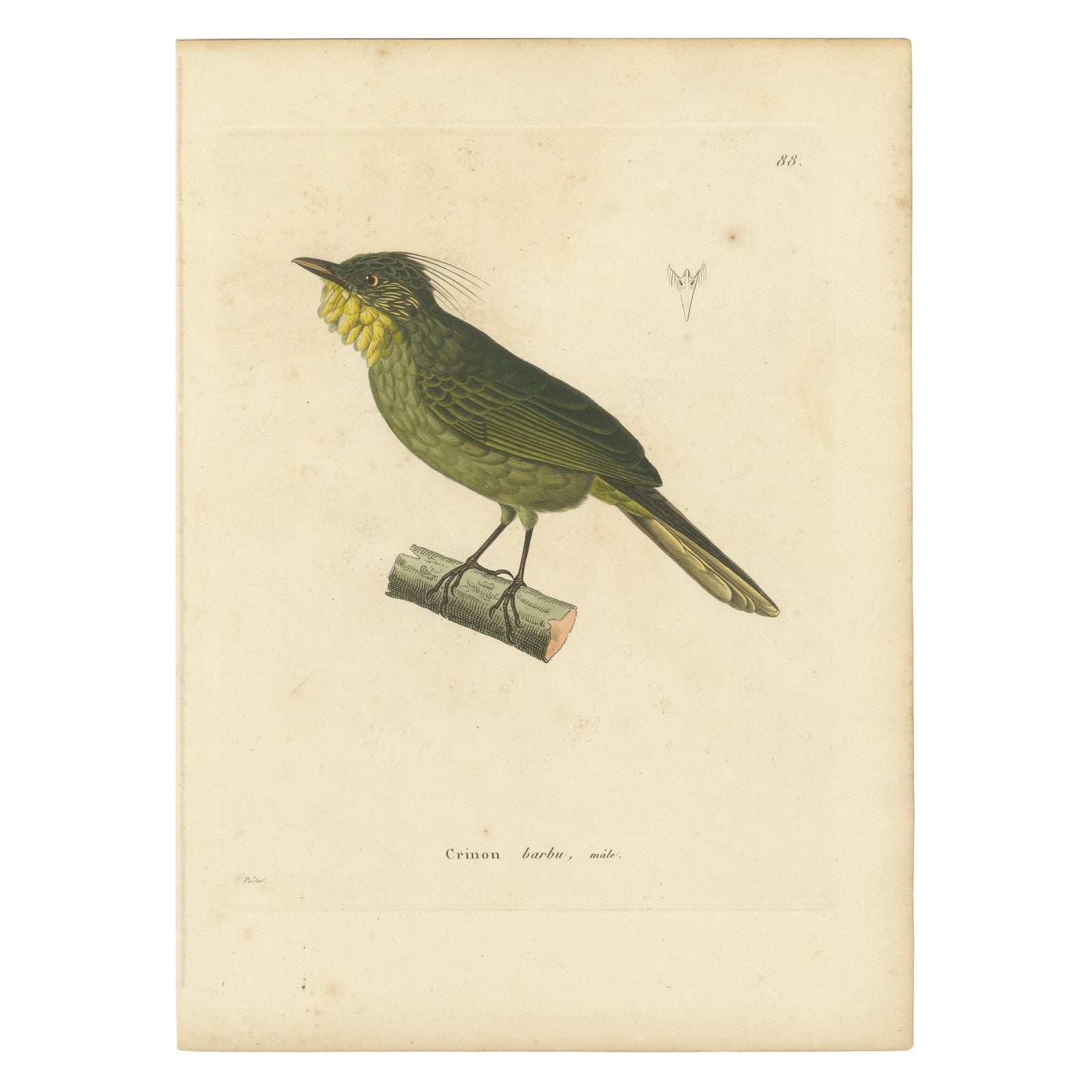 Hand-Colored Engraving of a Bearded Barbet, Exotic Ornithological Print, c.1808