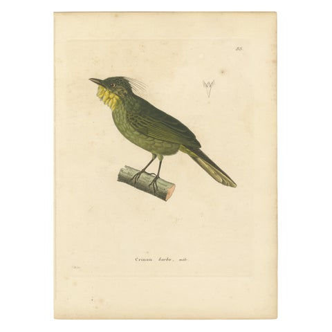 Hand-Colored Engraving of a Bearded Barbet, Exotic Ornithological Print, c.1808