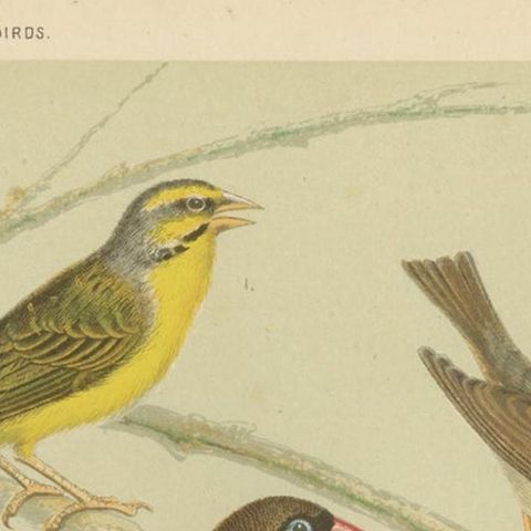 Antique Bird Print of the Green Singing Finch, Grey Singing Finch and Others, close-up 1