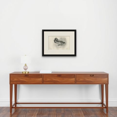 Dabbling Duck, Antique Bird Print after Lilian Medland, circa 1909, shown framed on a wall