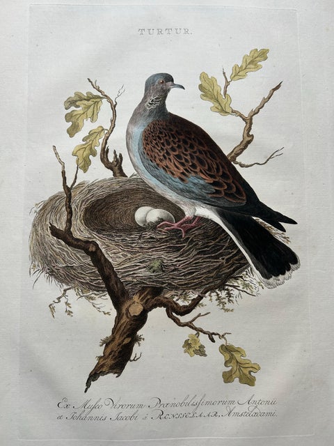 European Turtle Dove with Nest, Antique Bird Engraving, Nozeman & Sepp 1770, view 3