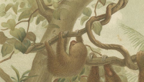 Two-Toed Sloth, Antique Natural History Chromolithograph, 1894, close-up 3