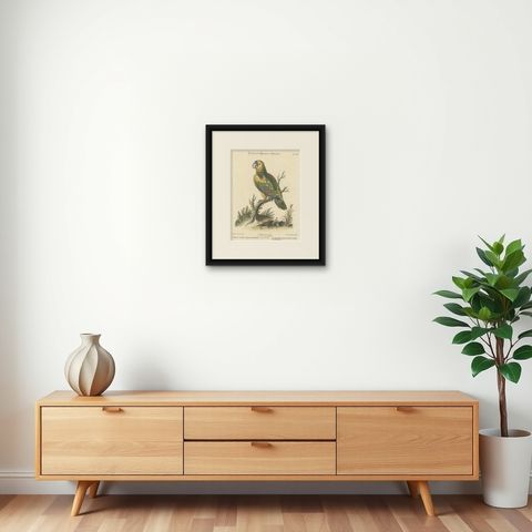 The Large Green Parrot of The West Indies Hand-Colored and Engraved, 1749, shown framed on a wall