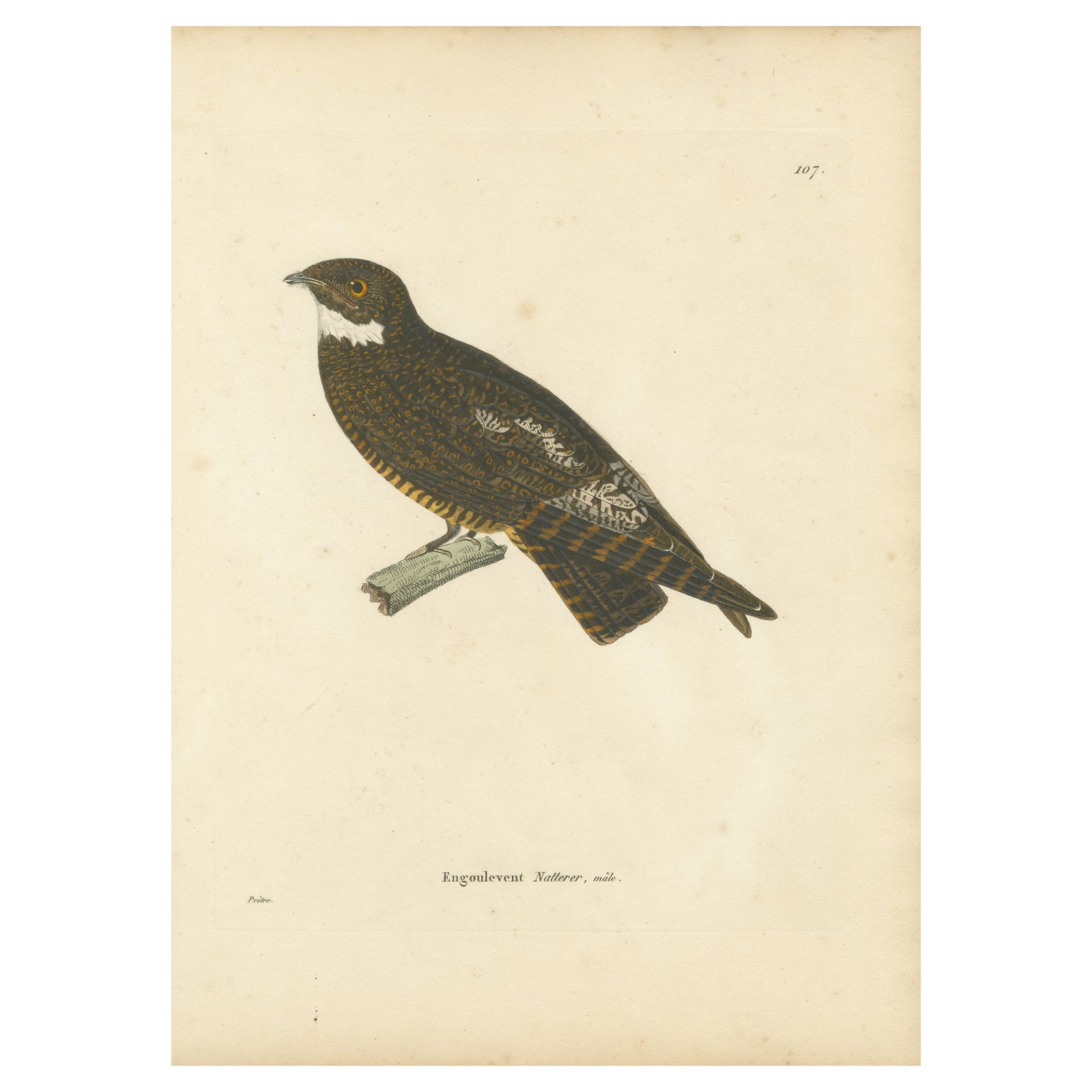 Rare Engraving of a Natterer’s Nightjar, Ornithological Illustration, ca.1808