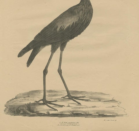 Antique Bird Print of the African Openbill by Goldfuss, circa 1824, view 4