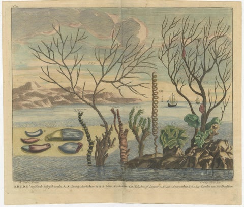 Colored Antique Print of various Water Plants including Coral in Southeast Asia, view 2