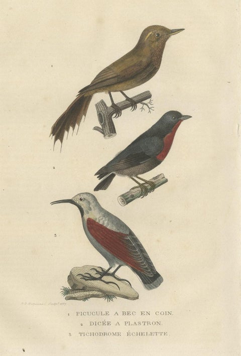 Original Old Bird Print of a Woodcreeper, a Flowerpecker and a Wallcreeper, close-up 1