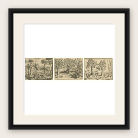 De Bry Indian Botanical Engravings, Coconut, Bamboo & Cashew Trees, c.1598, shown framed