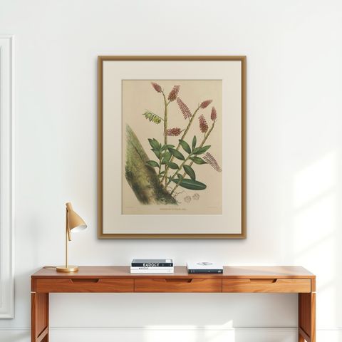 Orchid Splendor: Big Chromolithographic Legacy from the Dutch East Indies, 1854, shown framed on a wall